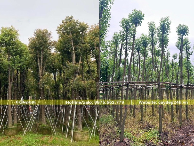 Cây long não nội địa trồng tại nhà vườn