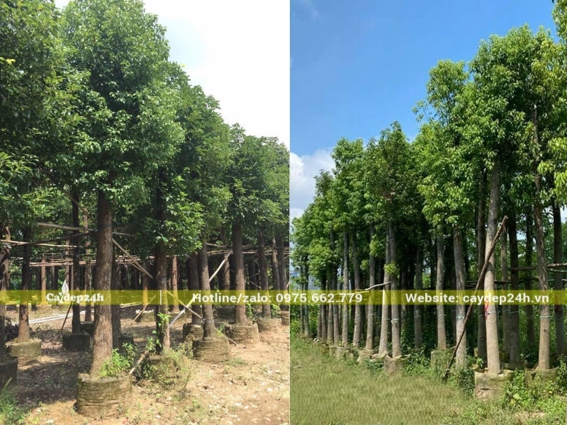 Cây long não Trung được dưỡng kỹ trong bầu
