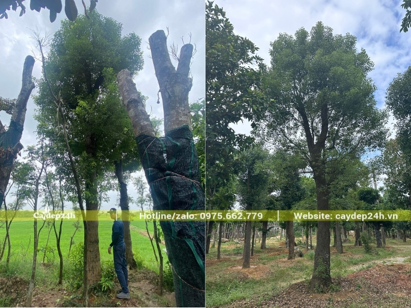 Long não nội địa trồng trên nền đất