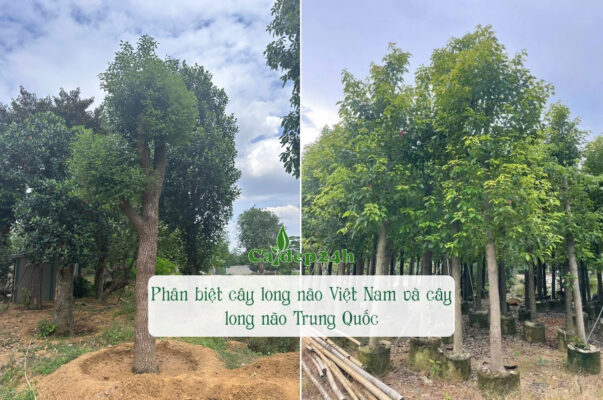 Hướng dẫn phân biệt cây long não Việt Nam và cây long não Trung Quốc