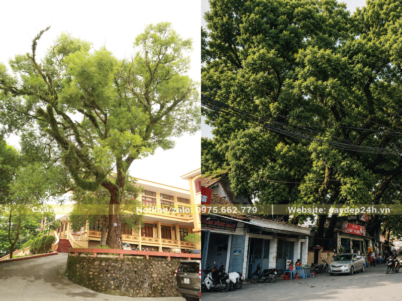 Tán cây dày đặc và bí bách