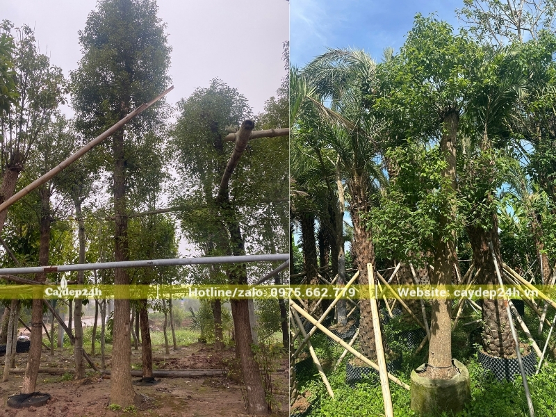 Kích thước vòm tán cây long não Trung Quốc khá nhỏ