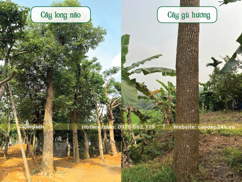 Thân cây long não và thân cây gù hương khác nhau