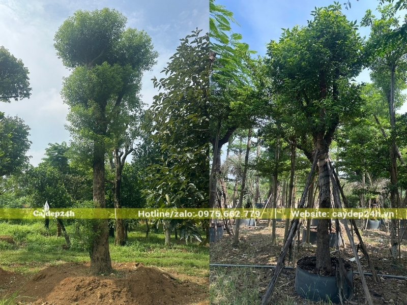 Thoát thân cây long não nội địa không lớn