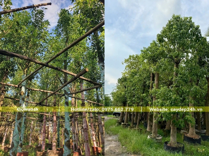 Cây long não nhập từ Trung Quốc có thoát thân cao