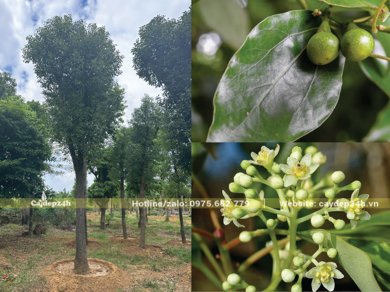 Hàm lượng tinh dầu lớn từ cây long não
