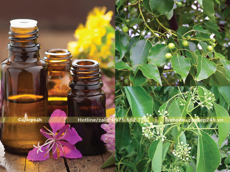 Chiết xuất tinh dầu từ cây long não