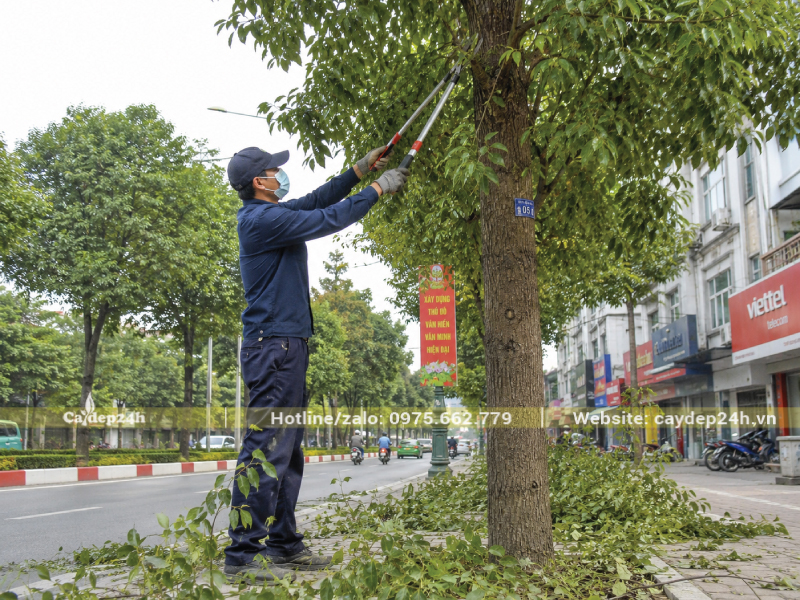 Nhân viên cắt tỉa cành cây long não