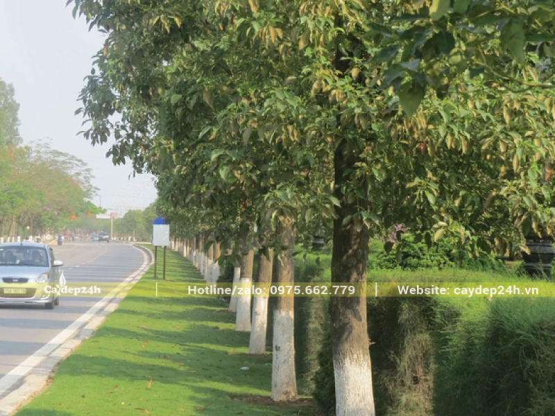 Giữ khoảng cách an toàn giữa cây và hạ tầng