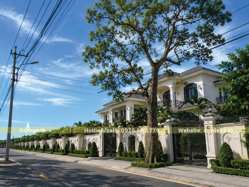 Ảnh minh họa cây gù hương lớn trồng trước cổng nhà