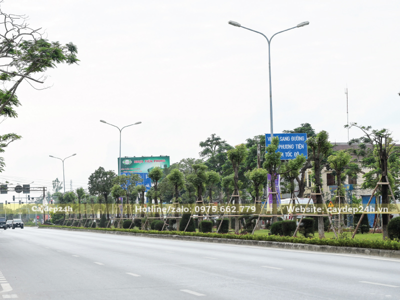 Mật độ trồng cây long não dày
