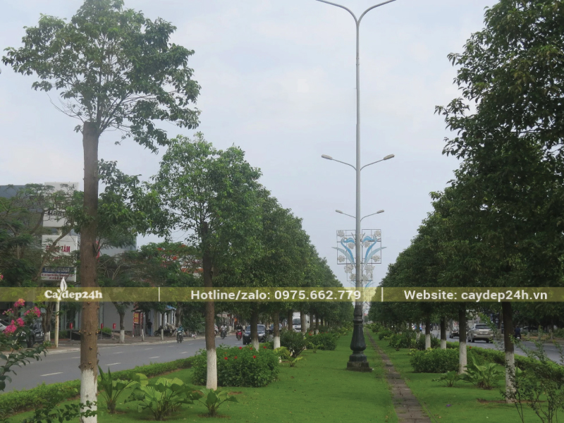 Thảm cỏ xanh quanh gốc long não