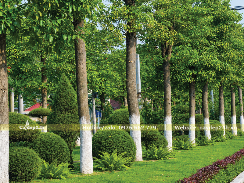 Hình minh họa trồng dương xỉ dưới gốc long não