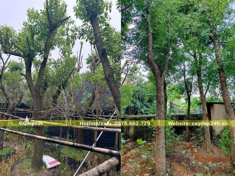 Tán lá cây long nào Việt Nam lớn hơn