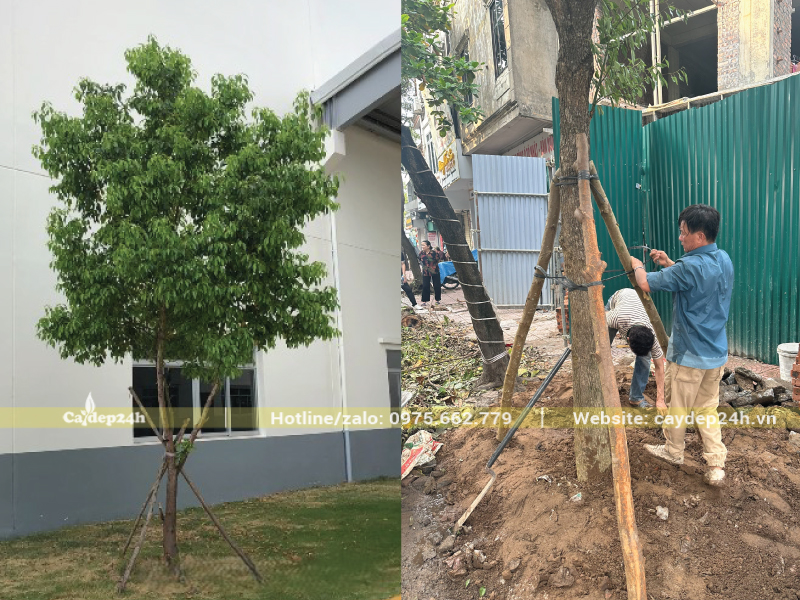 Đất trồng long não tơi xốp