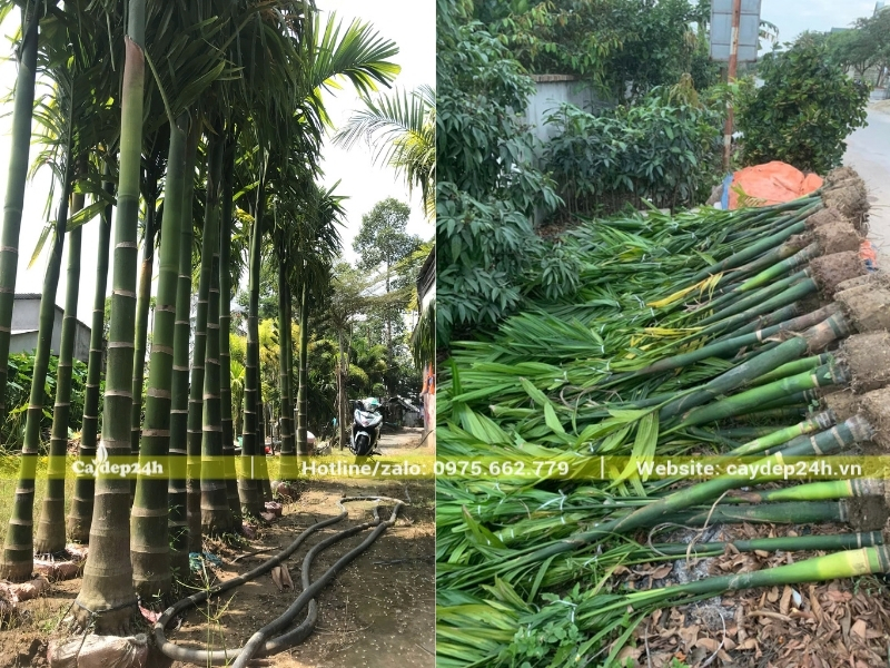 Cây cau ta được bán với số lượng lớn