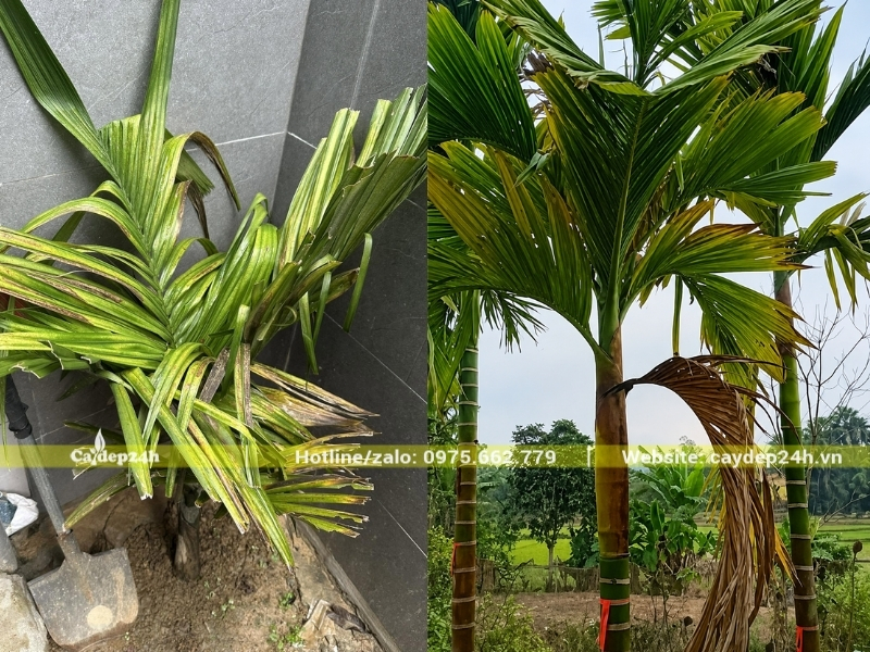 Cây cau ta bị vàng lá là bệnh lý khá phổ biến