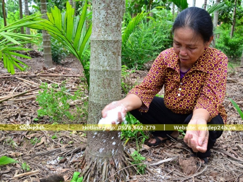 Bón muối cho cây cau để tăng cường đề kháng