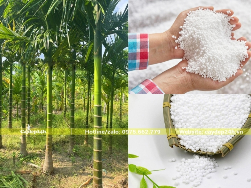 Phân bón giàu Đạm cho cây cau ta
