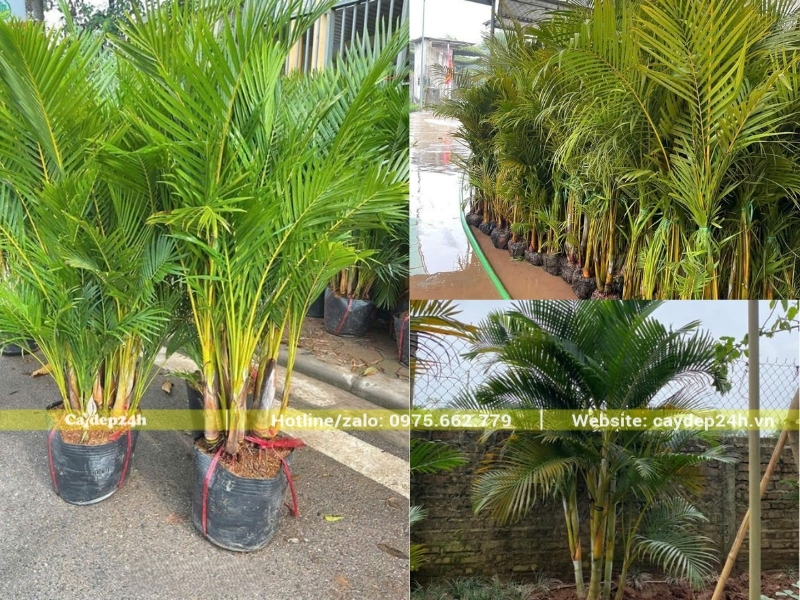 Cây cau vàng mọc thành bụi