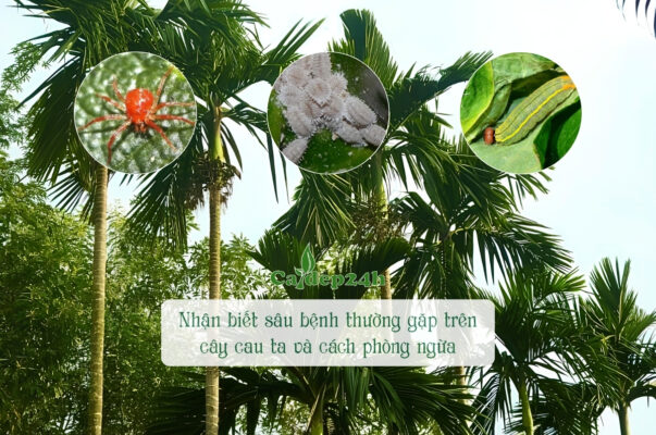 Tổng hợp các loại sâu bệnh thường gặp trên cây cau ta