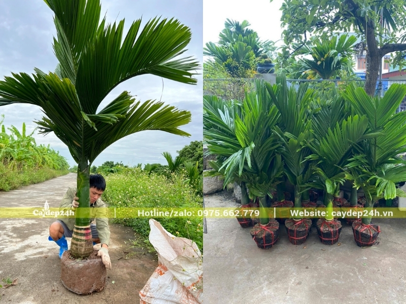 Cây cau lùn có tốc độ sinh trưởng chậm hơn