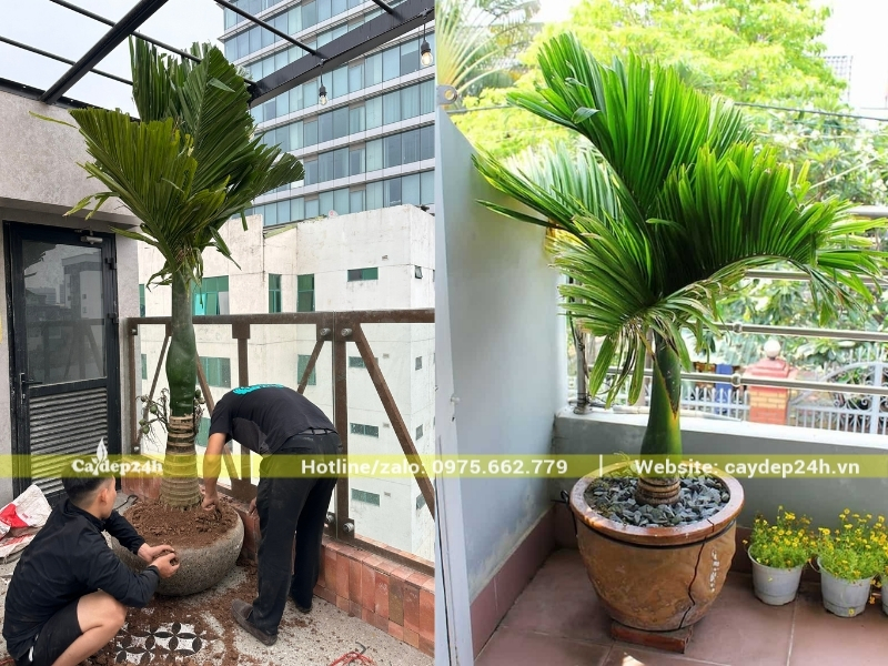Trồng cây cau lùn trong chậu