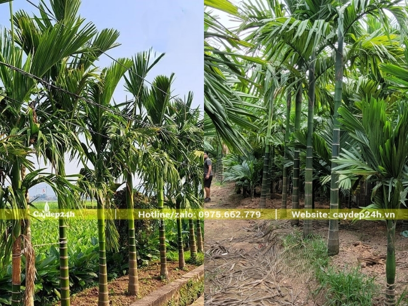 Cây cau ta khỏe sẵn sàng cho quả