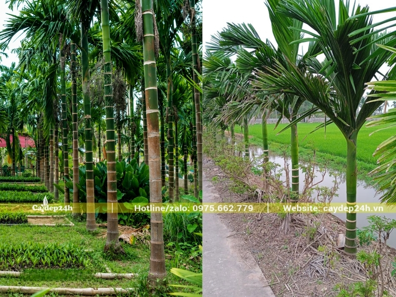 Cây cau ta mới trồng tại công trình