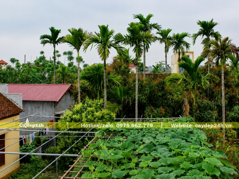 Lóng thân cây cau ta lớn, cây vươn thẳng