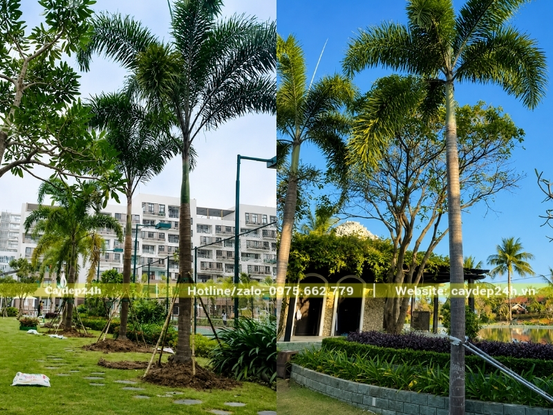 Trồng cau đuôi chồn ở công ty và khu nghỉ dưỡng