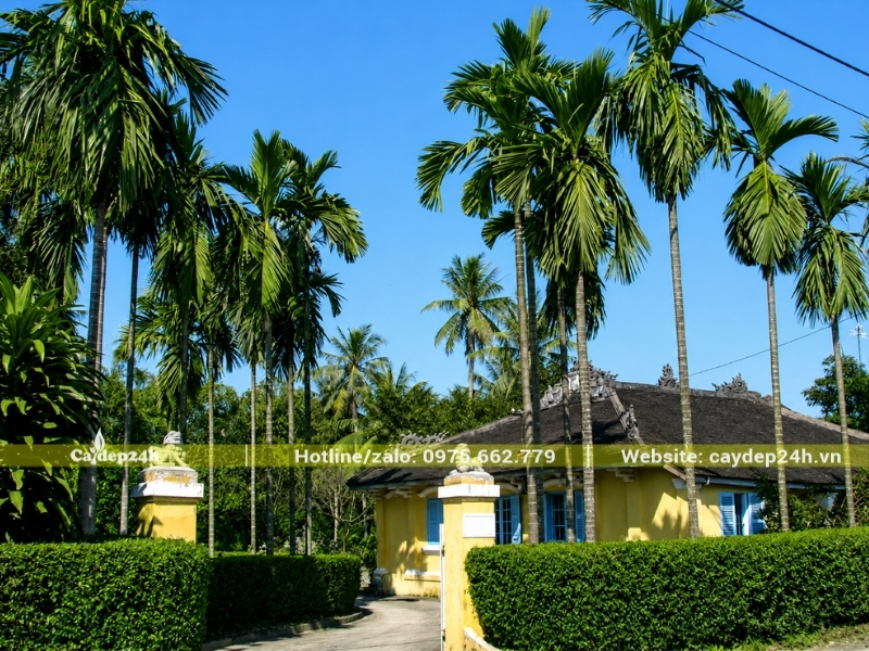 Hàng cau ta trồng trước nhà