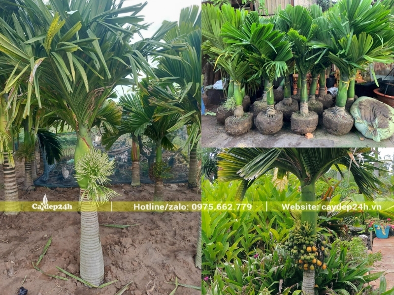 Cây cau lùn có chiều cao khiêm tốn