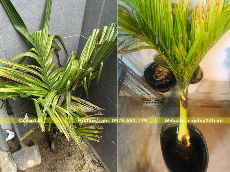 Cây cau ta bị úng lá nghiêm trọng