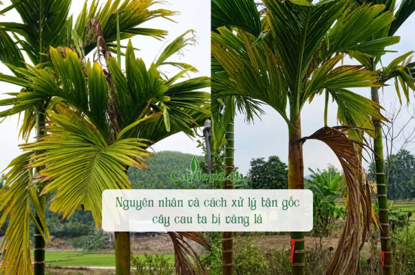 Cây cau ta bị vàng lá là tình trạng rất dễ xảy ra