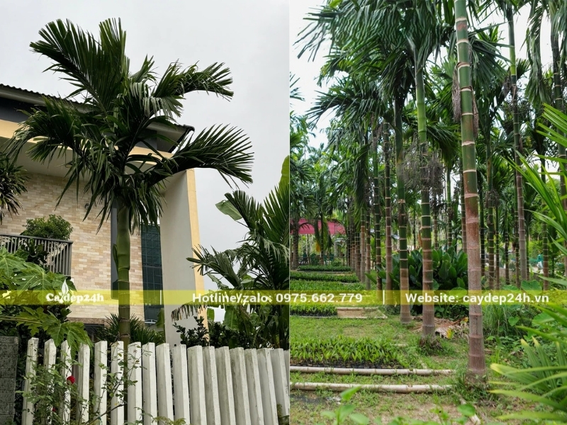 Vẻ đẹp ấn tượng cho cảnh quan trồng cây cau ta