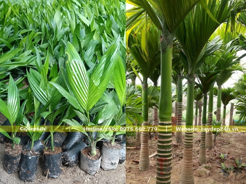 Cây cau ta mới được ươm trồng