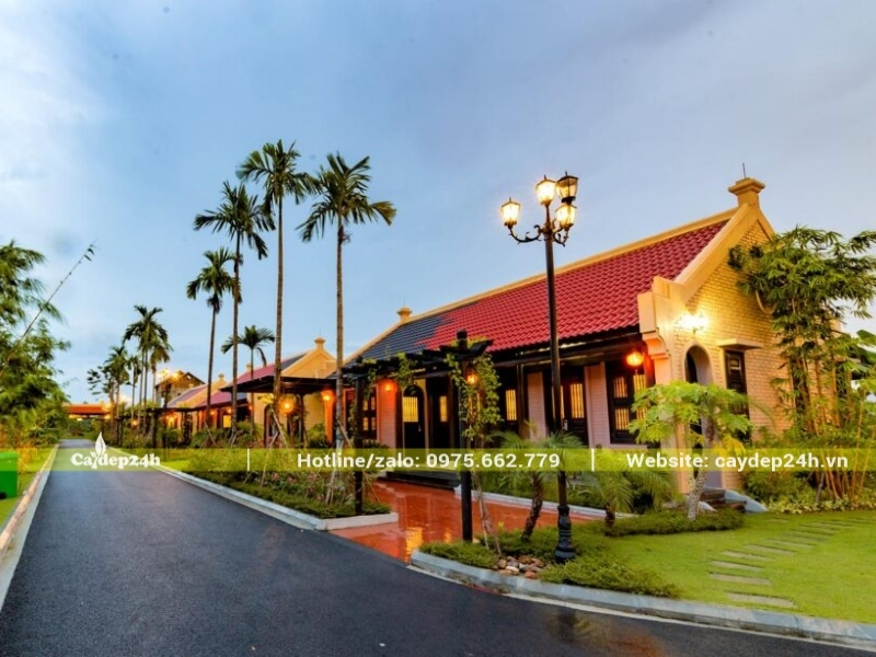 Cây cau ta cao trong sân khu nghỉ dưỡng