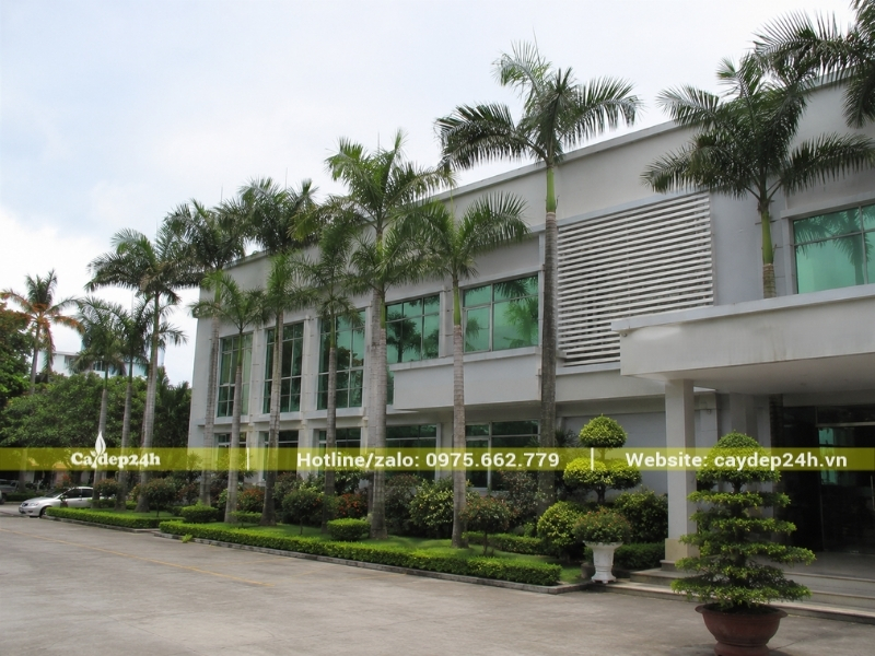 Hàng cau ta trồng tại mặt tiền của cơ quan