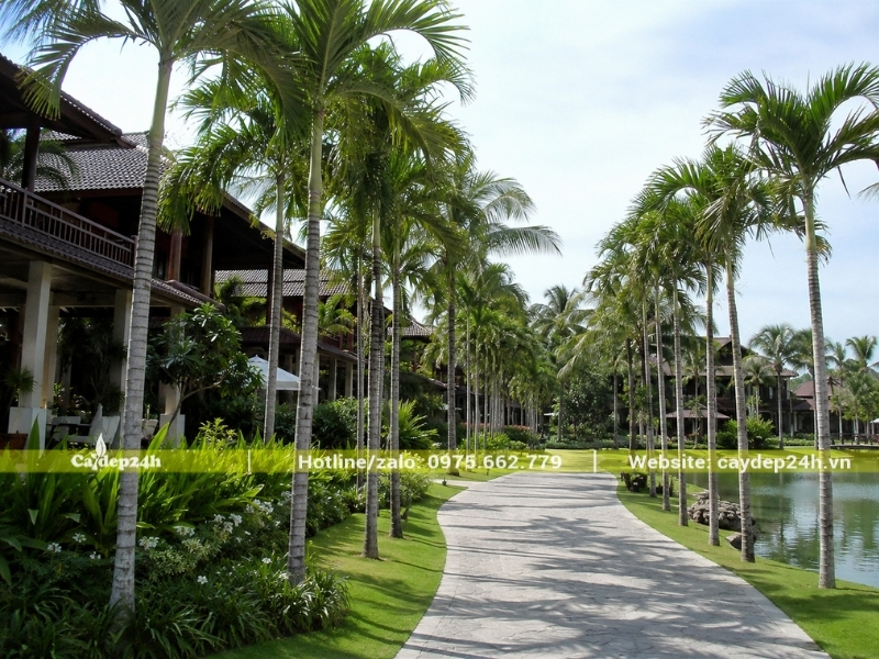 Cây cau ta trồng dọc lối đi trong resort