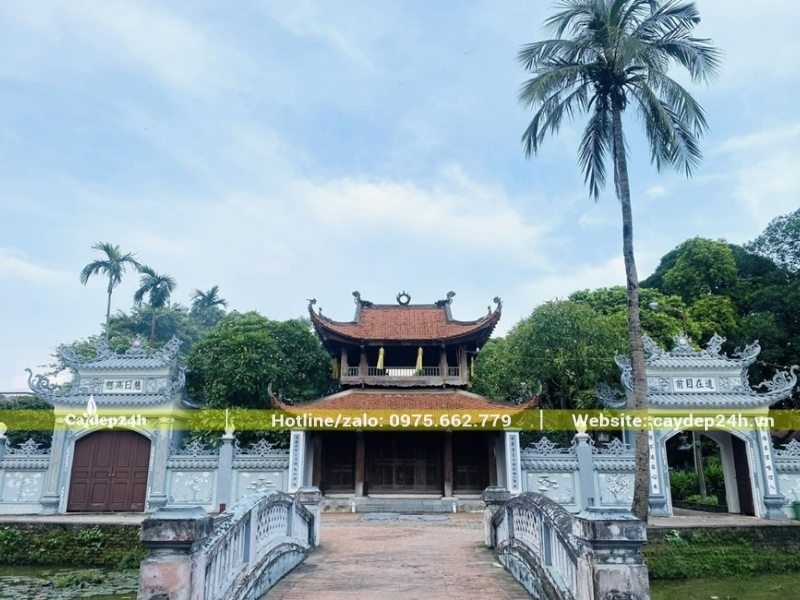 Cây cau ta rất cao trồng cạnh đình