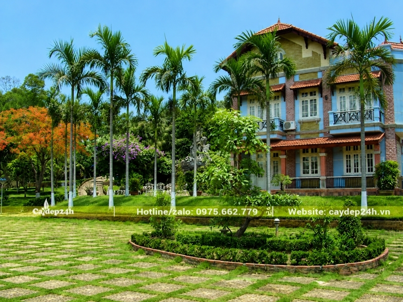 Hàng cau ta chắn trước rào nhà biệt thự
