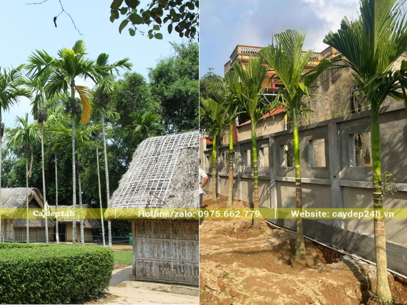 Hàng cau thẳng đứng sát hàng rào nhà