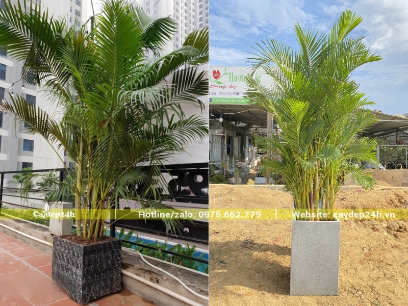 Cây cau vàng được trồng trong chậu