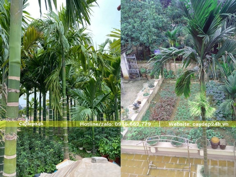 Cây cau ta đã đủ tuổi để ra nhiều hoa