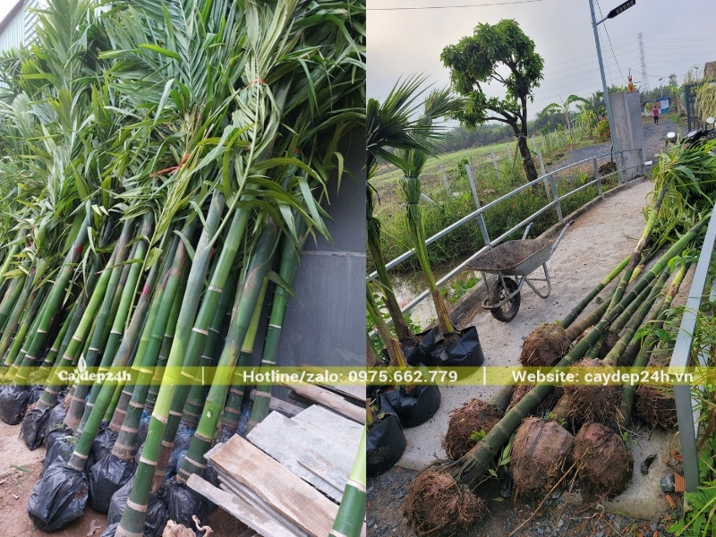 Xếp cây cau ta để chuẩn bị vận chuyển cho khách hàng
