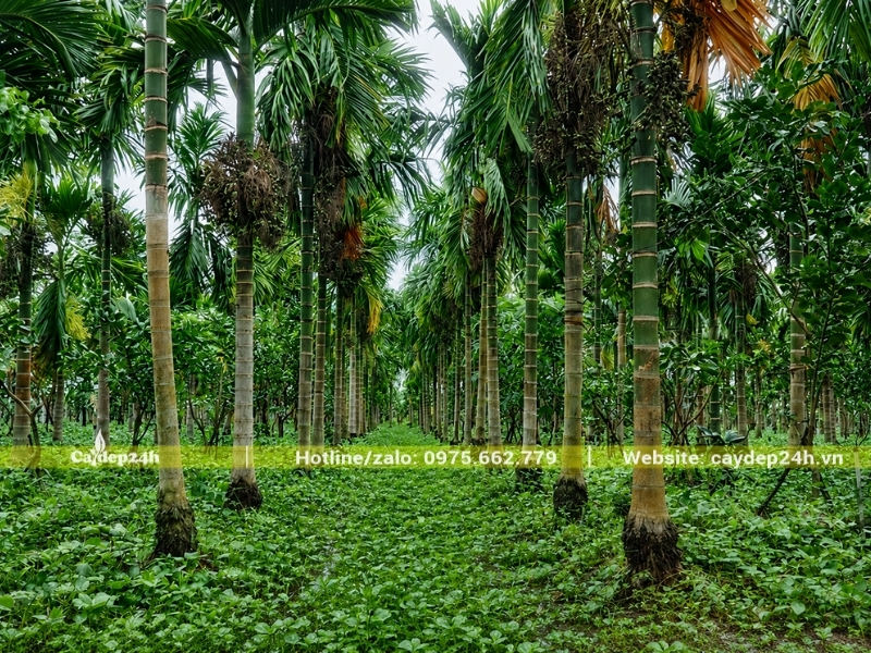 Cây cau ta phát triển xanh tốt