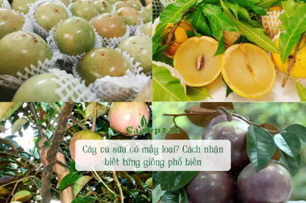 Giải đáp chi tiết cây vú sữa có mấy loại