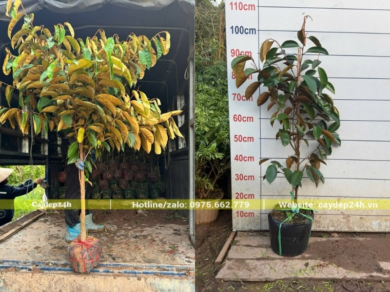 Cây vú sữa sau khi được ghép cành
