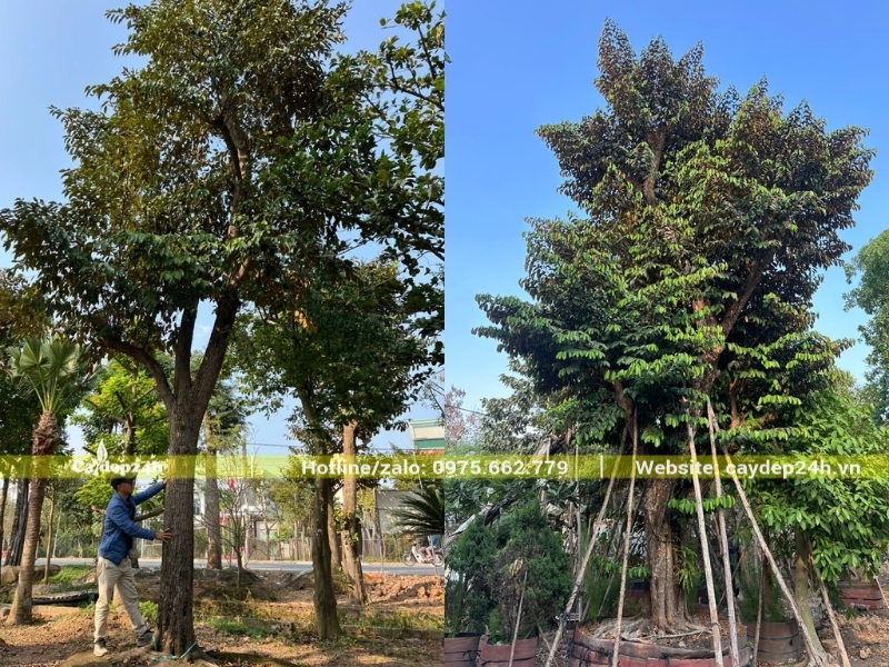 Cây vú sữa công trình khỏe mạnh, không bị sâu bệnh